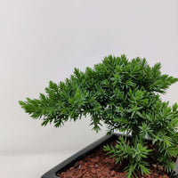 Bonsai 15cm - Juniper - Juniperus Squamata Prostata 'Pingii' Folia House