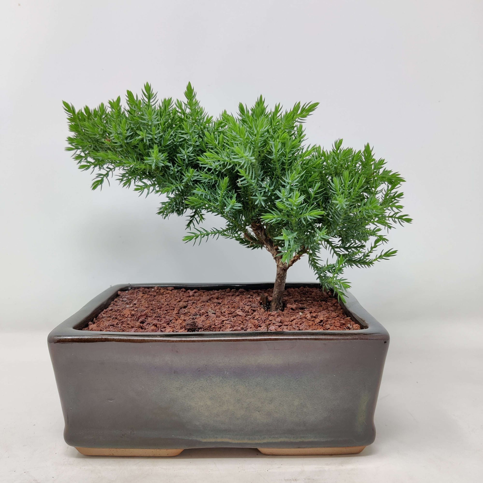 Bonsai 17cm - Juniper - Juniperus Squamata Prostata &#39;Pingii&#39; Folia House