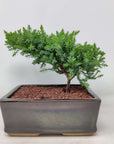 Bonsai 17cm - Juniper - Juniperus Squamata Prostata 'Pingii' Folia House