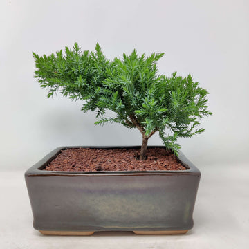 Bonsai 17cm - Juniper - Juniperus Squamata Prostata 'Pingii' Folia House