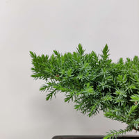 Bonsai 17cm - Juniper - Juniperus Squamata Prostata 'Pingii' Folia House