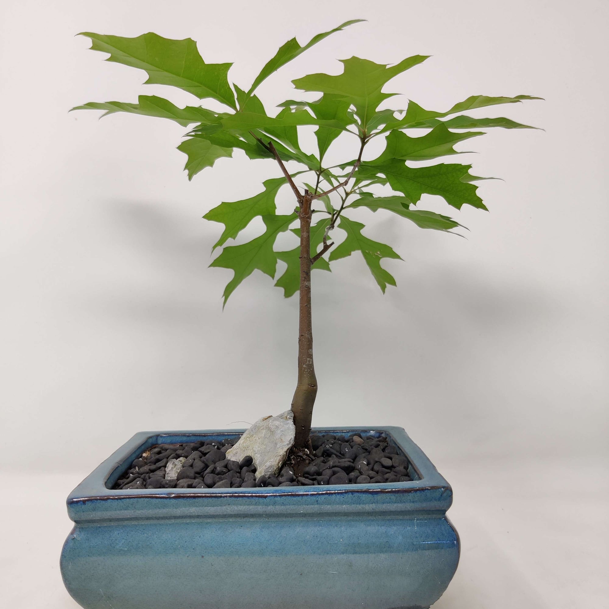 Bonsai 17cm - Pink Oak - Quercus Palustris Folia House