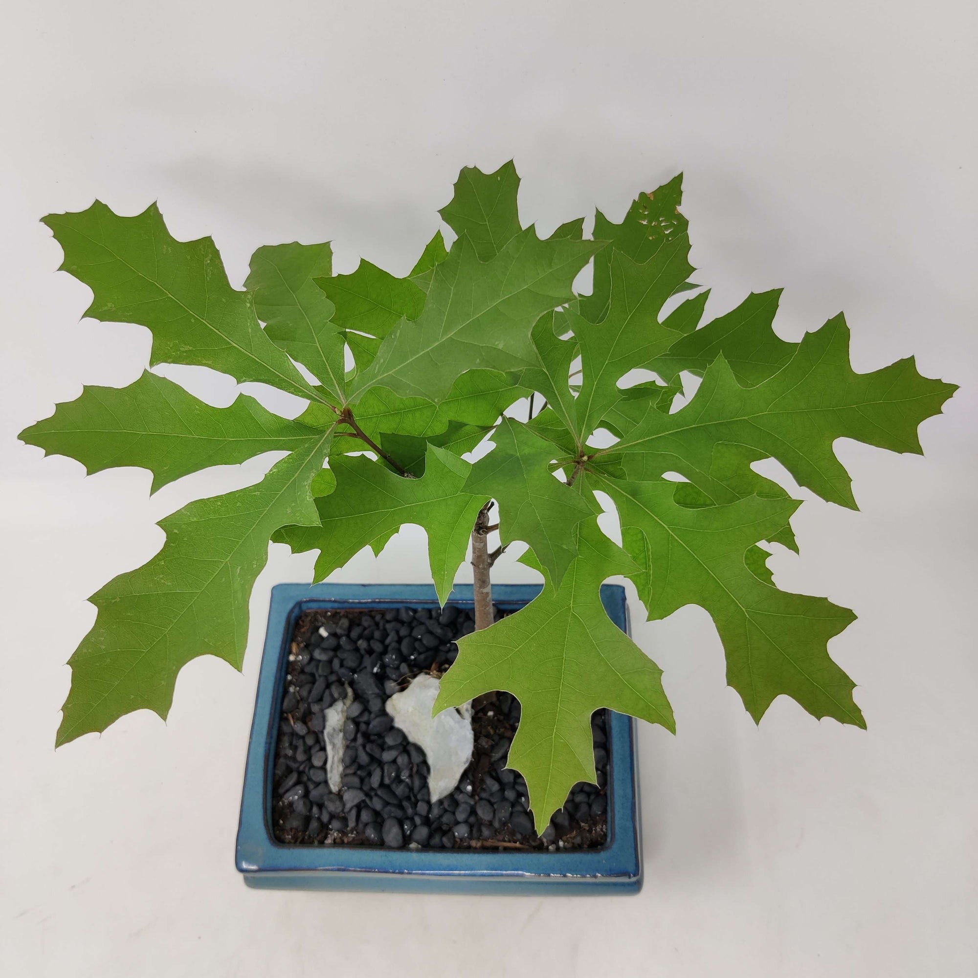 Bonsai 17cm - Pink Oak - Quercus Palustris Folia House