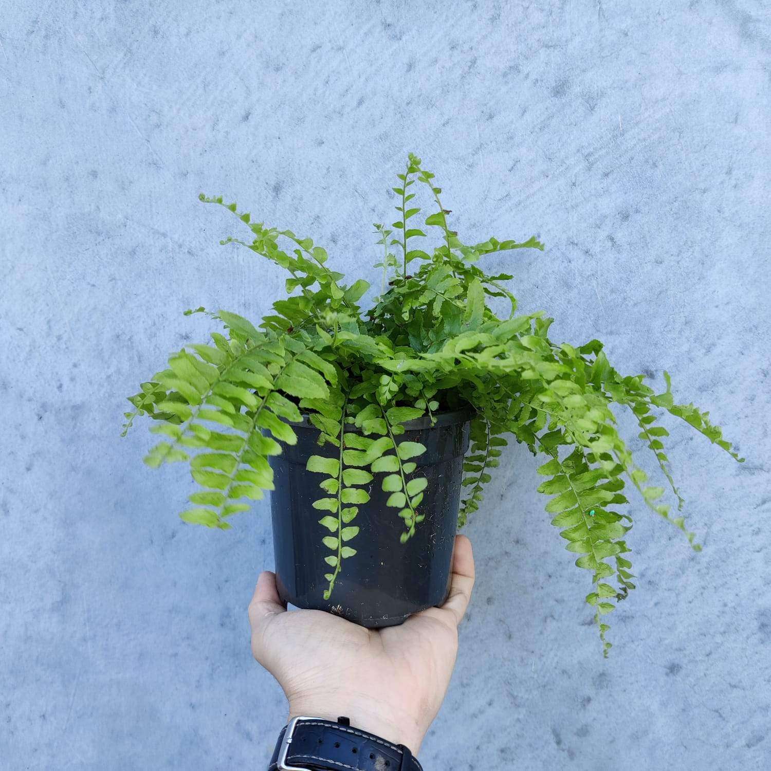 Boston fern (Nephrolepsis Exalta) - 13cm Pot Folia House