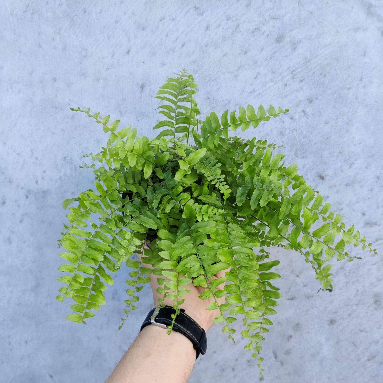 Boston fern (Nephrolepsis Exalta) - 13cm Pot Folia House