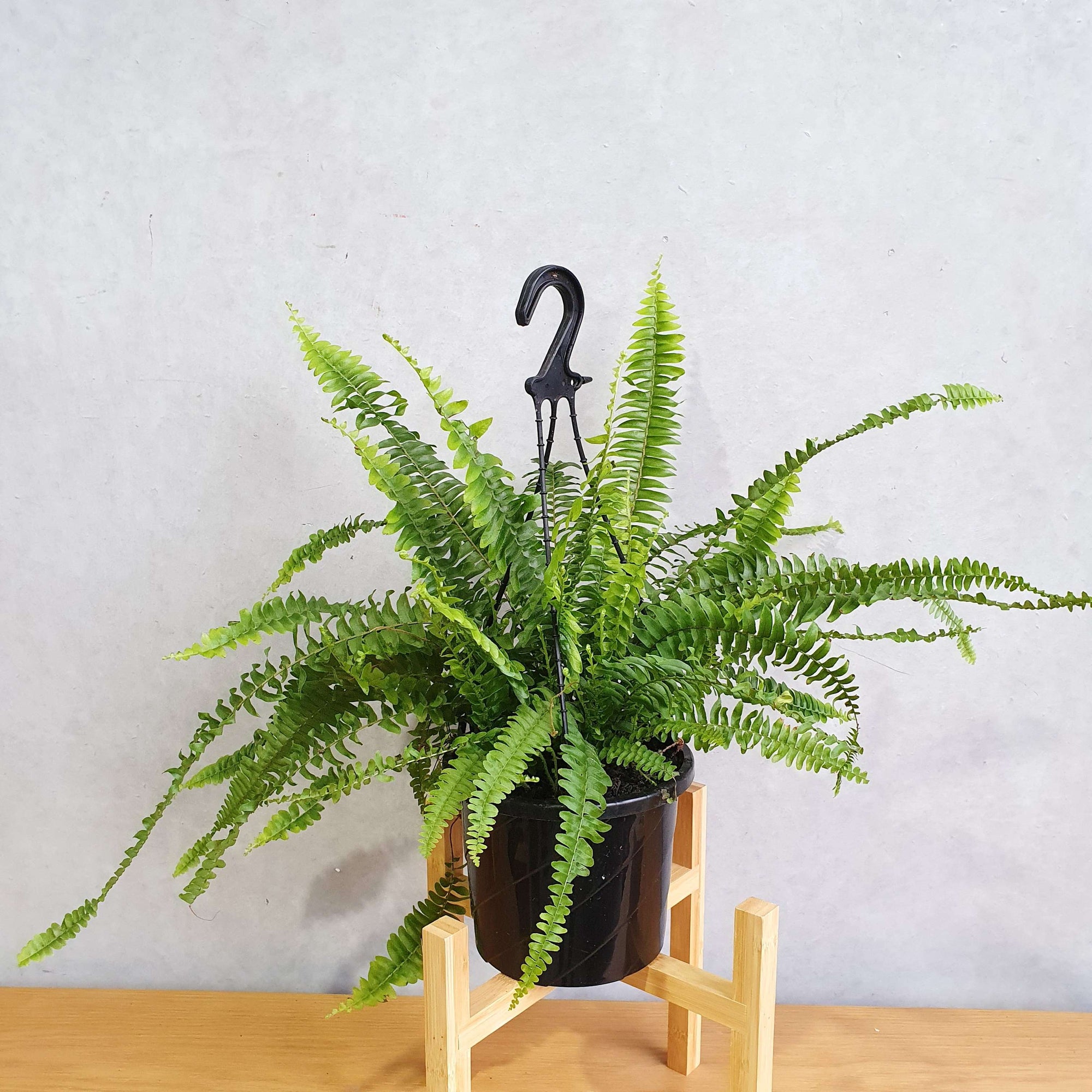 Boston fern (Nephrolepsis Exalta) - 17cmHB Folia House