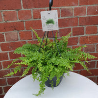 Boston fern (Nephrolepsis Exalta) - 20cmHB Folia House