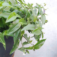 Bridal Veil (Gibasis geniculata) Folia House