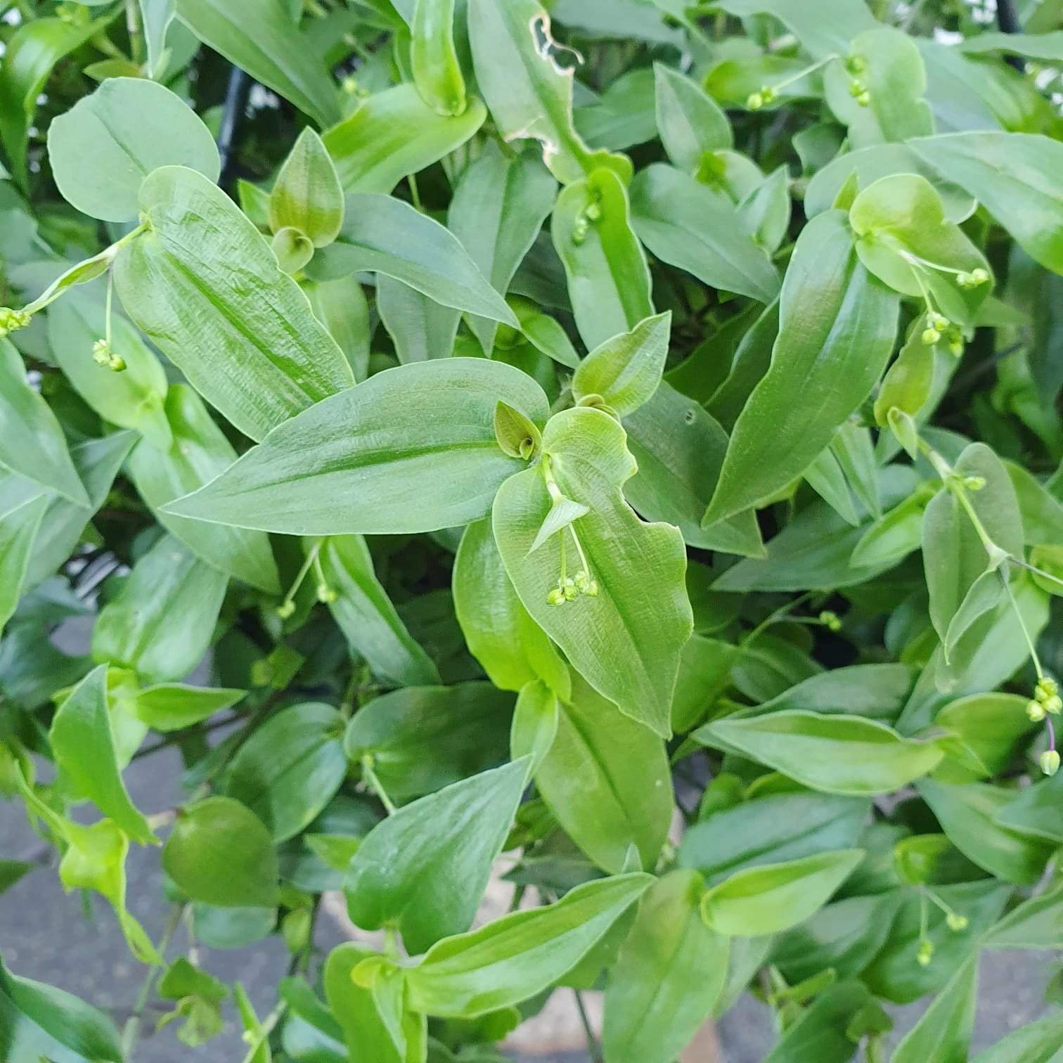 Bridal Veil (Gibasis geniculata) Folia House