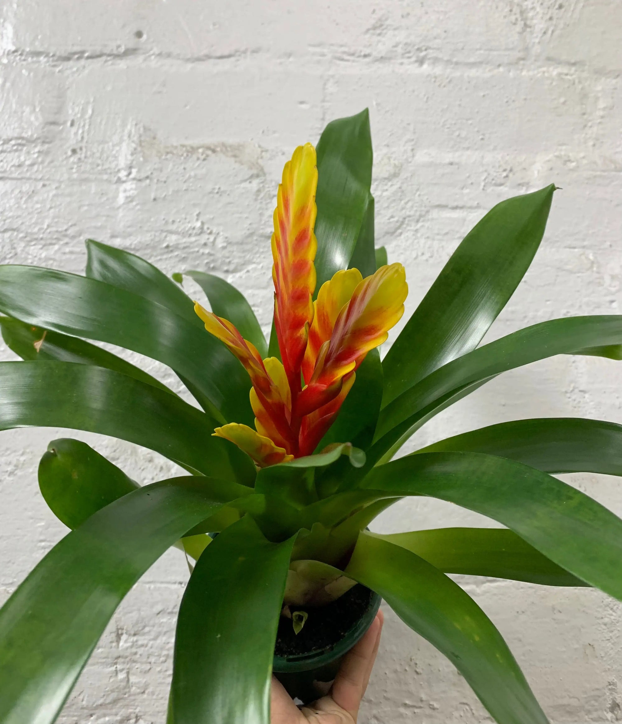 Bromeliad - 10cm Pot Folia House