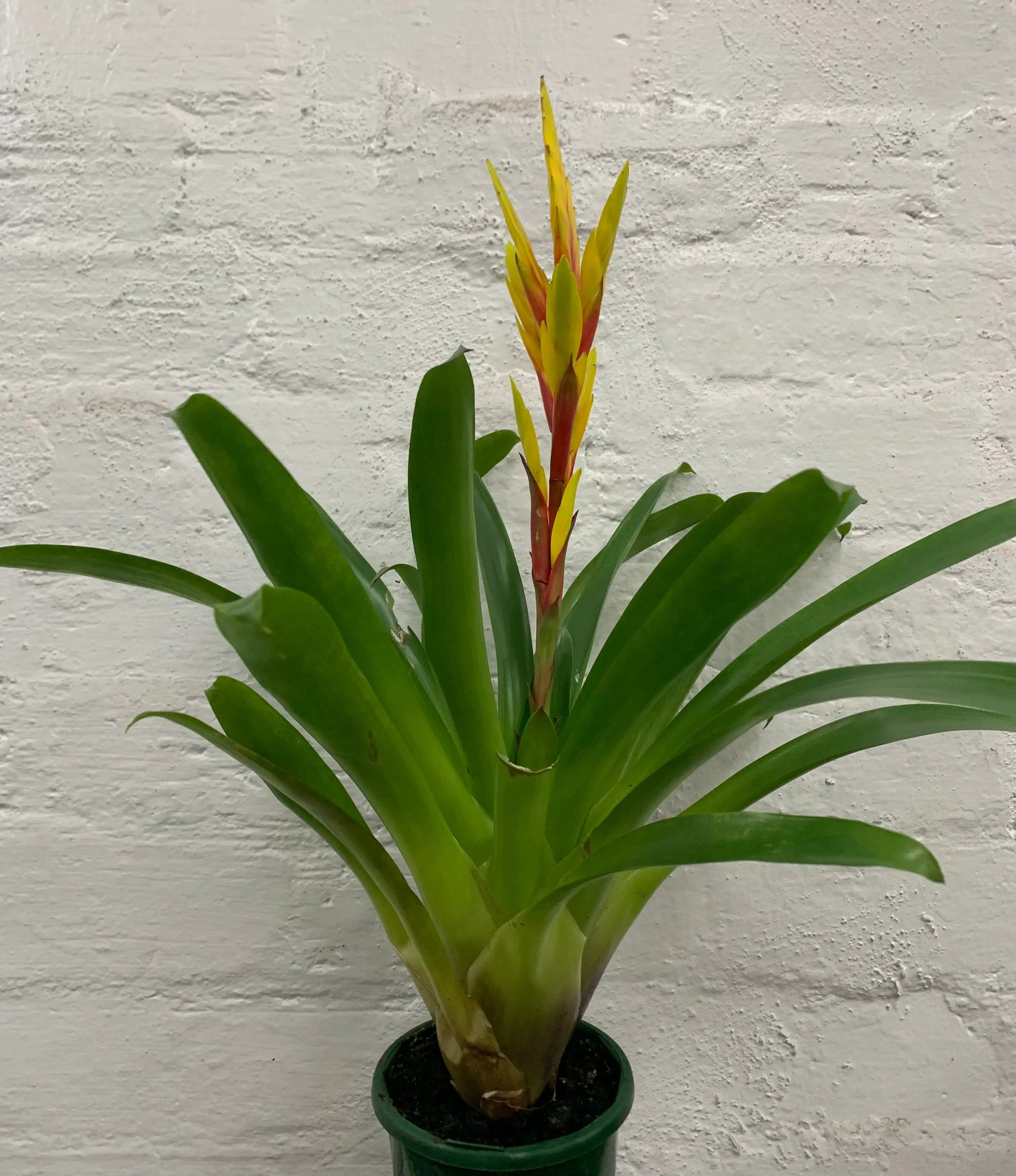 Bromeliad - 10cm Pot Folia House