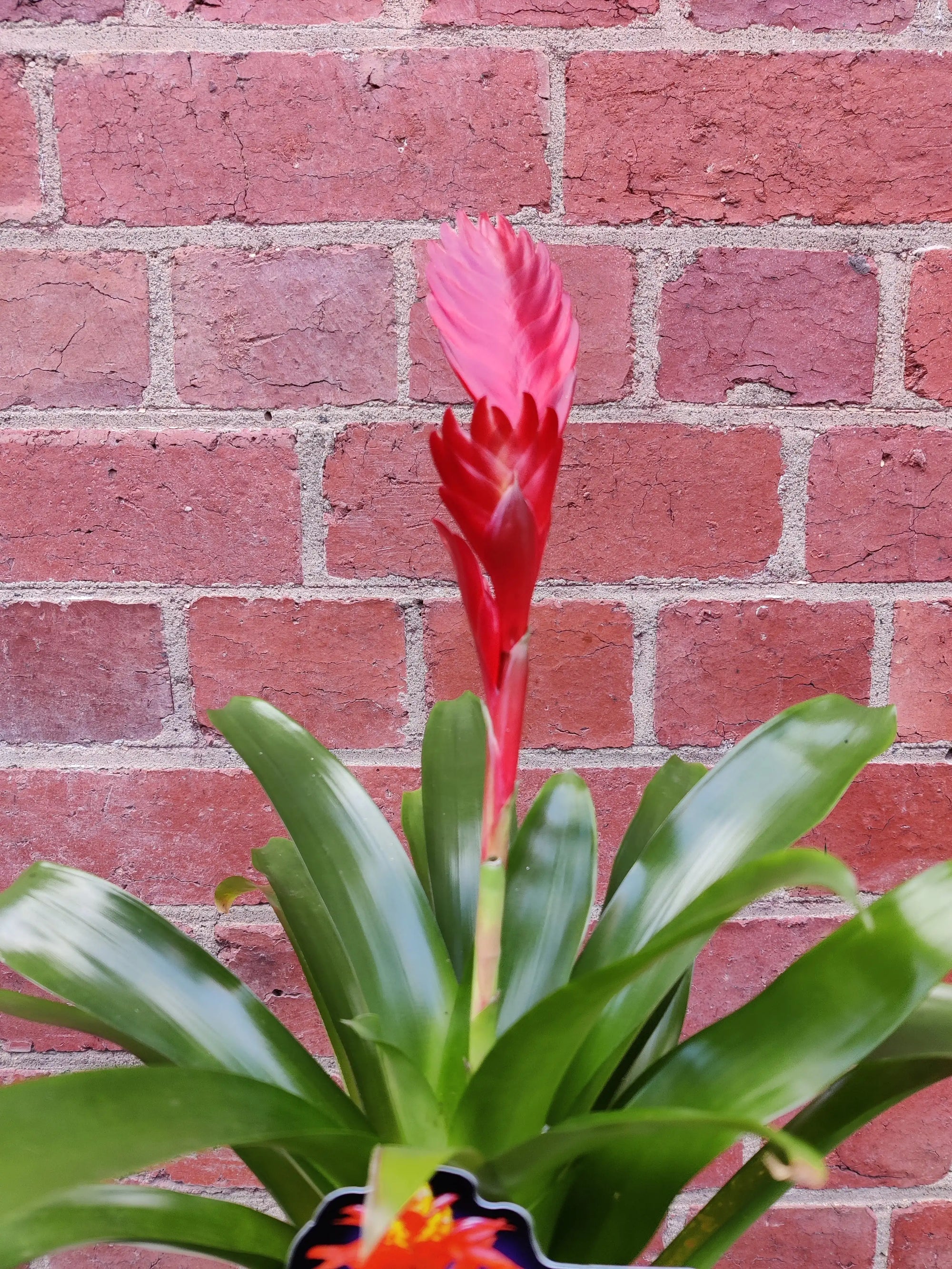 Bromeliad - 10cm Pot Folia House