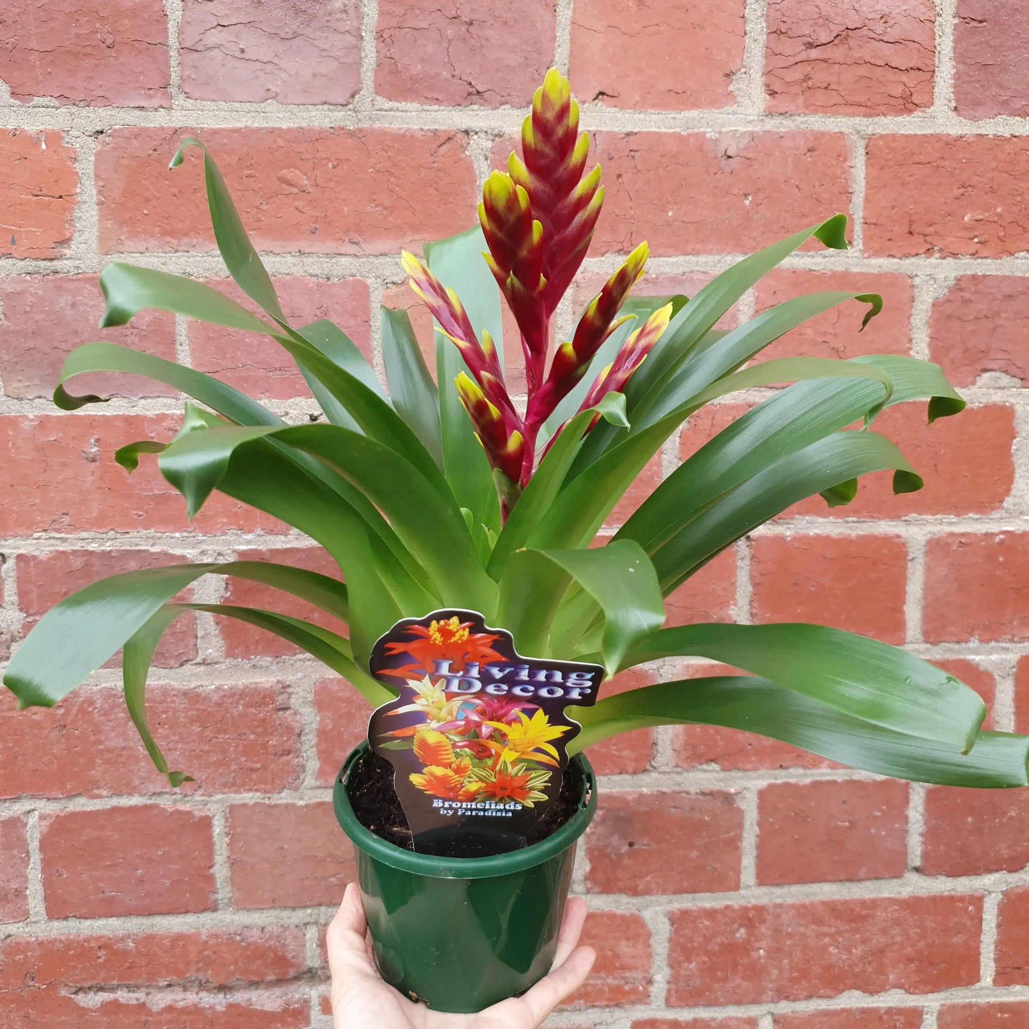 Bromeliad - 10cm Pot Folia House