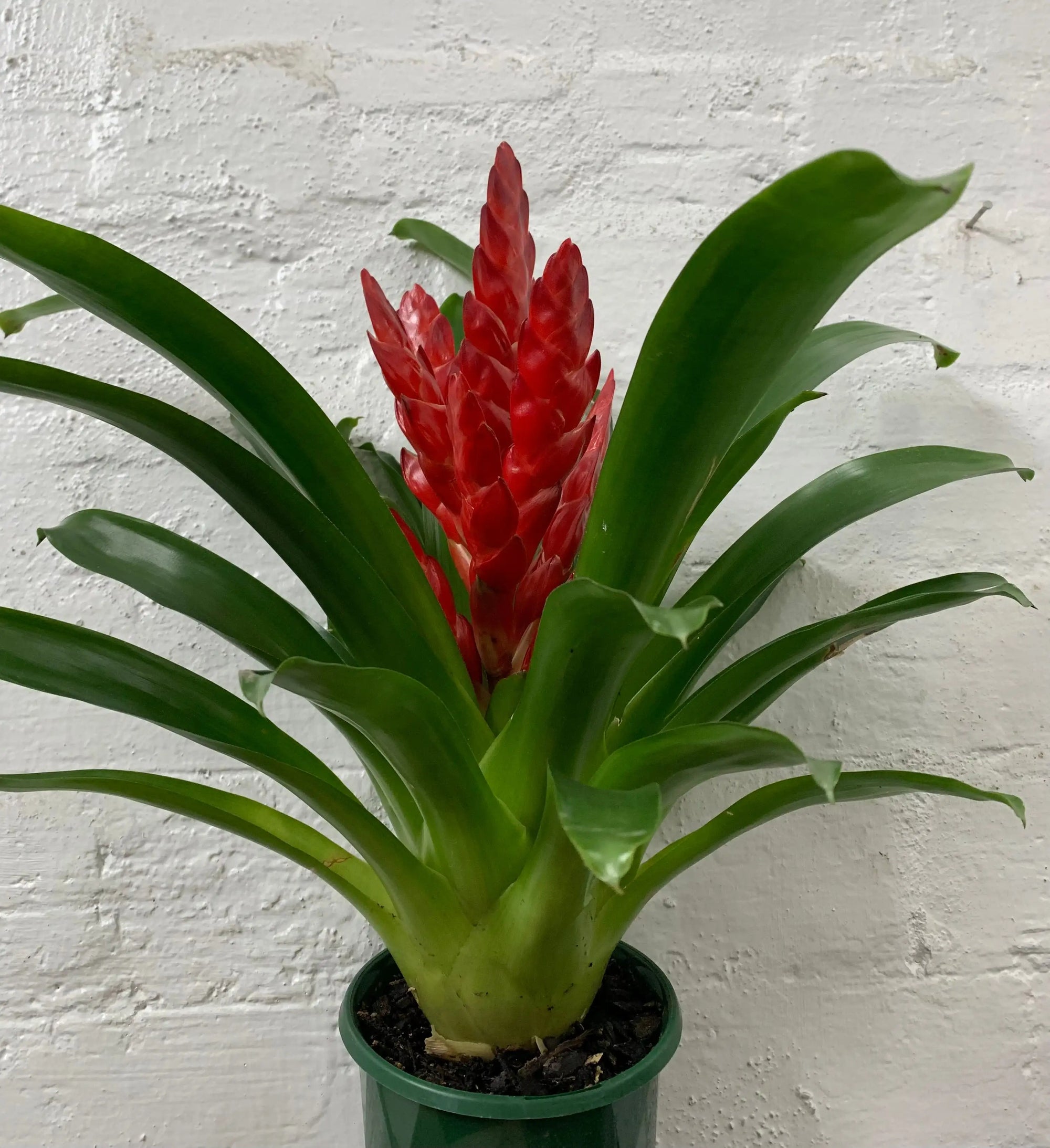 Bromeliad - 13cm Pot Folia House