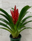 Bromeliad - 13cm Pot Folia House