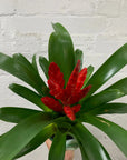 Bromeliad - 13cm Pot Folia House