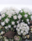 Cactus - Arizona Snow Cap Folia House