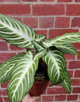 Caladium Lindenii - 14cm Folia House