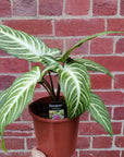 Caladium Lindenii - 14cm Folia House