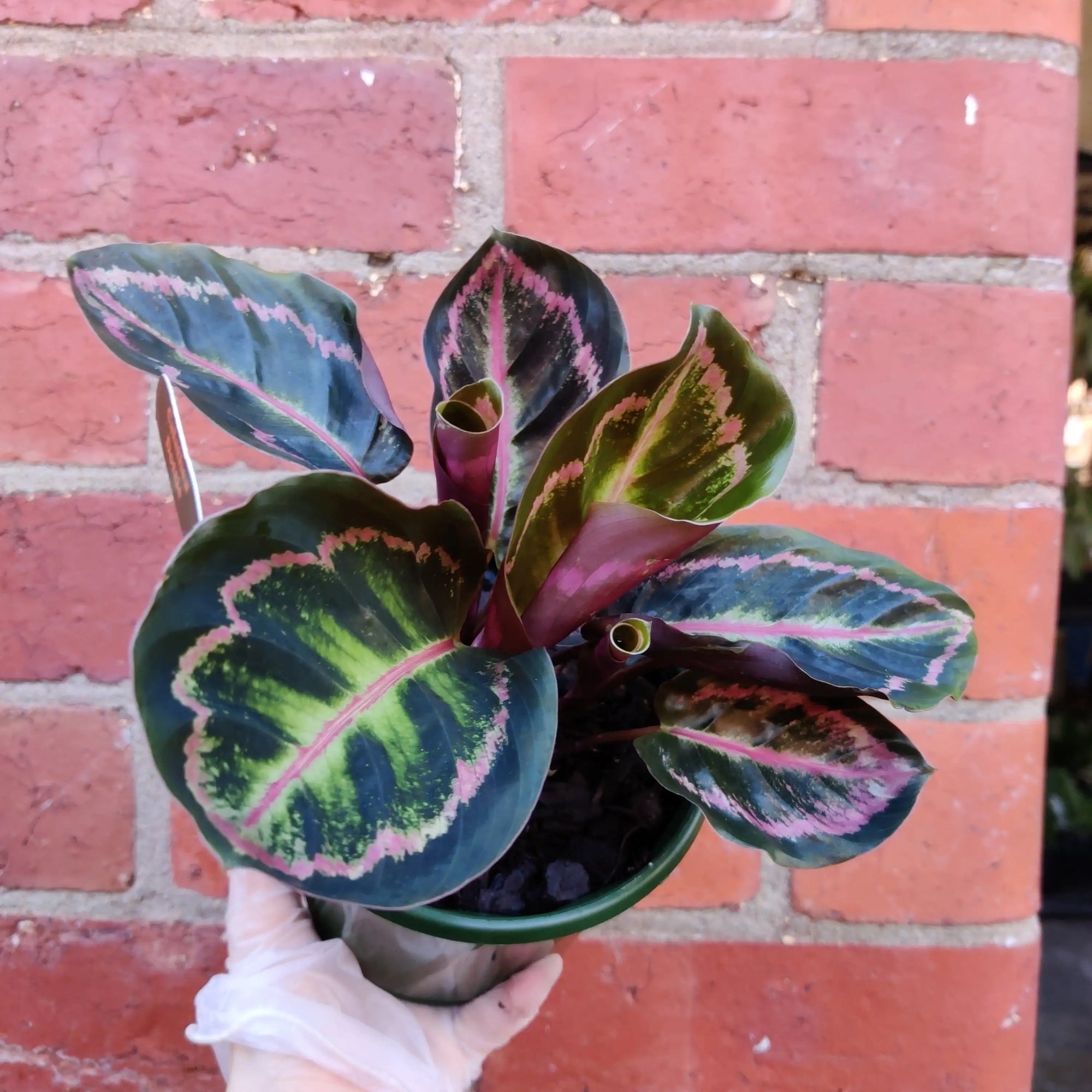 Calathea Dottie - 13cm pot Folia House