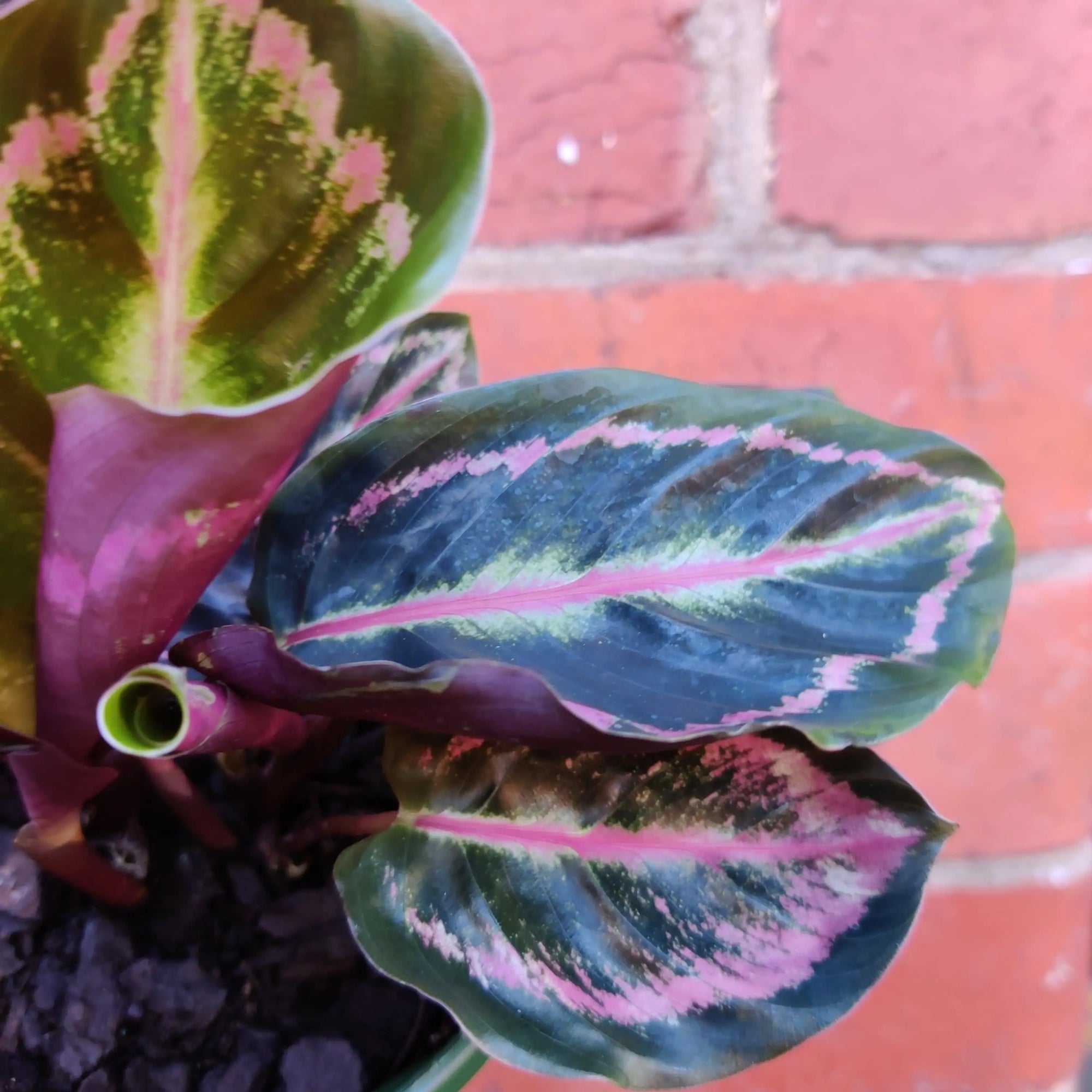 Calathea Dottie - 13cm pot Folia House