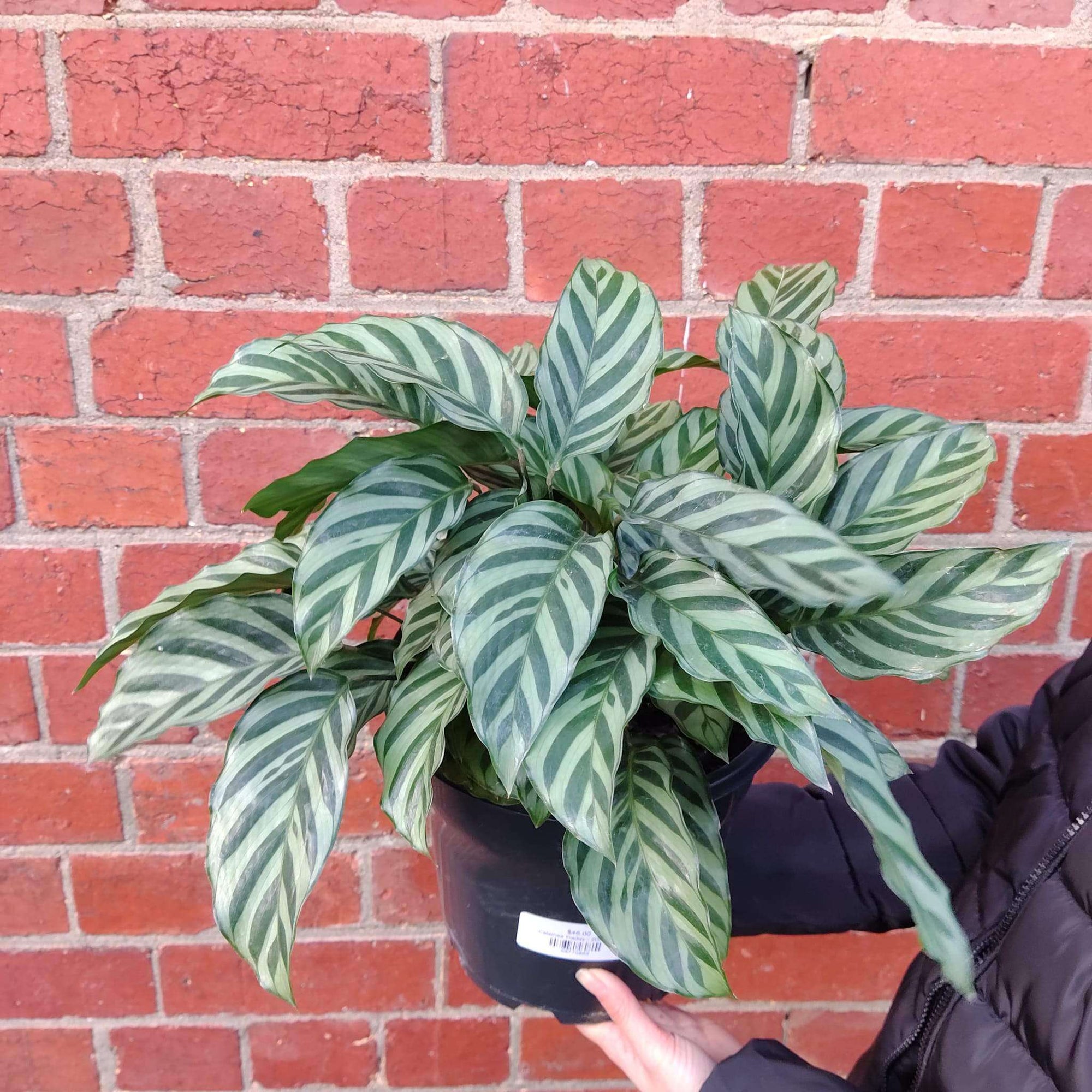 Calathea Freddy - 20cm Pot Folia House