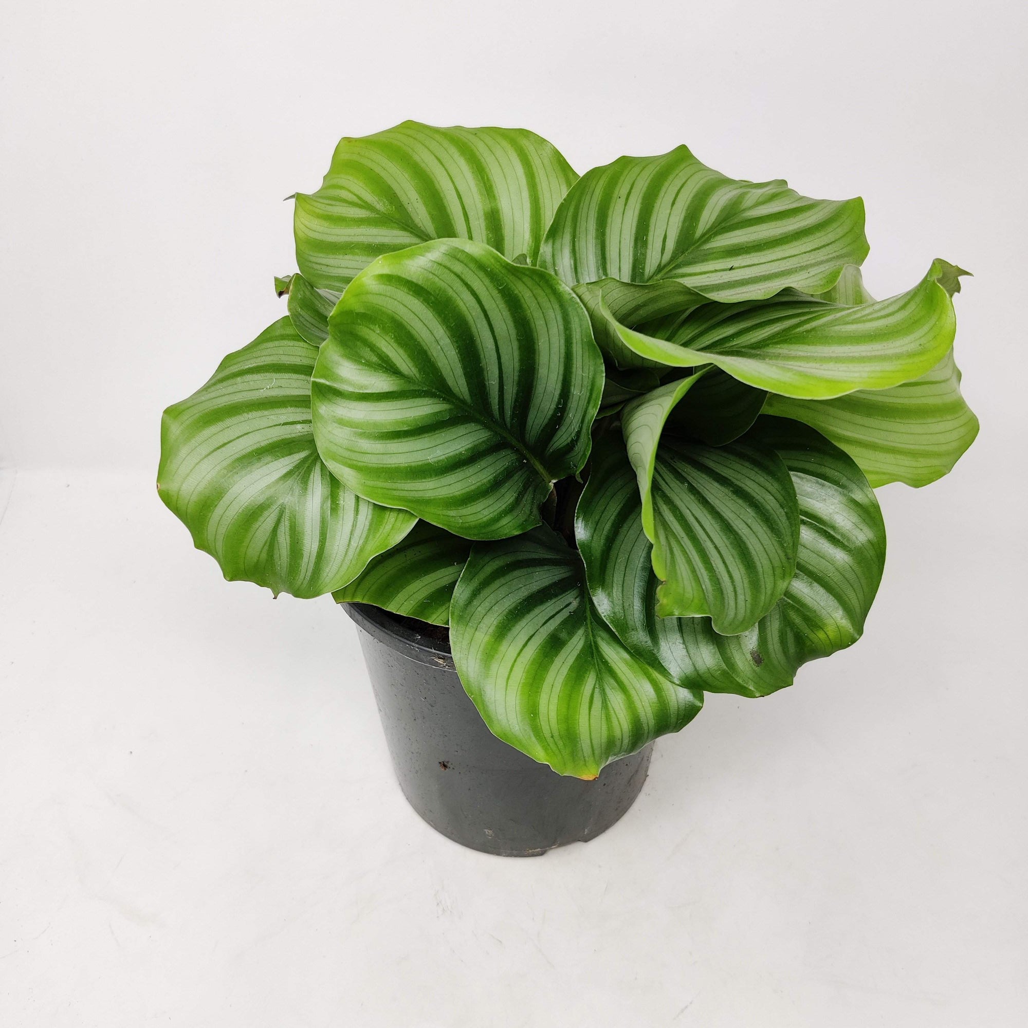 Calathea Orbifolia Folia House