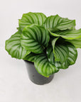 Calathea Orbifolia Folia House