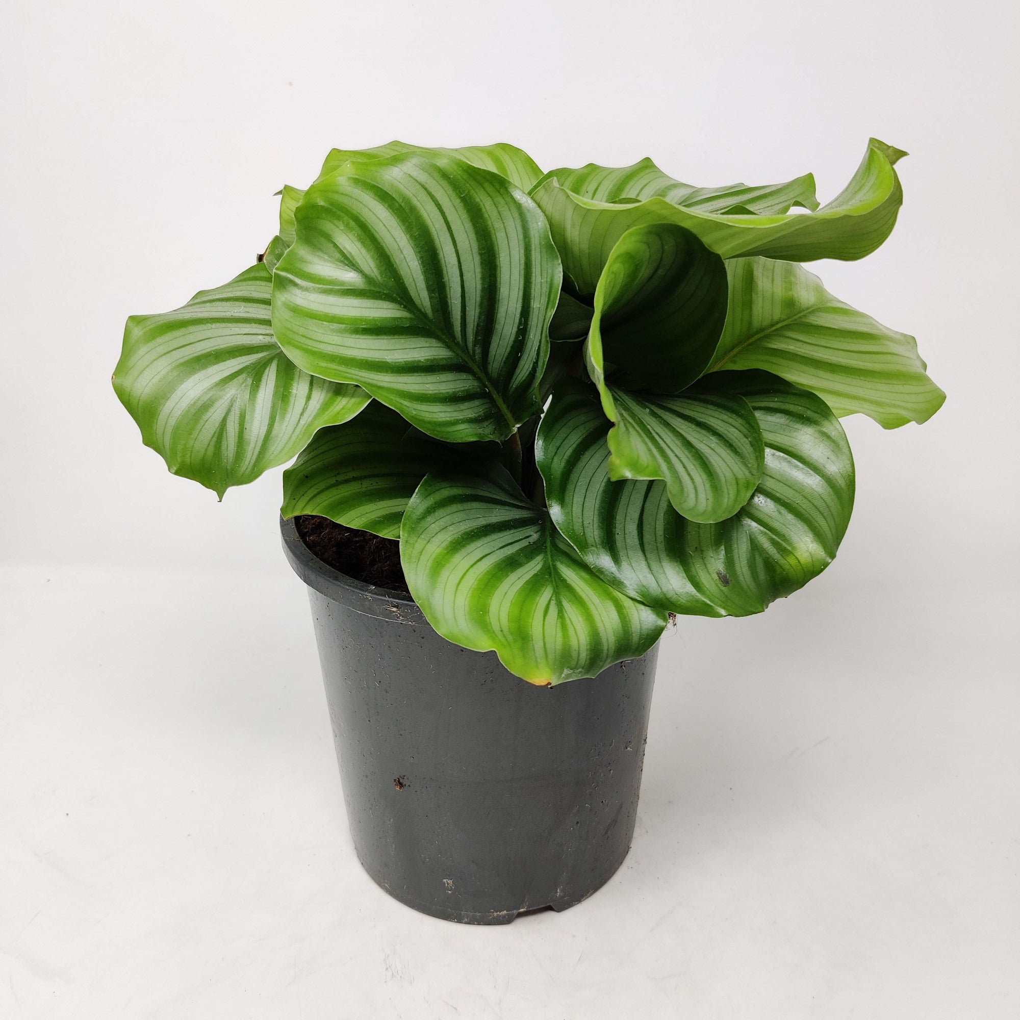 Calathea Orbifolia Folia House