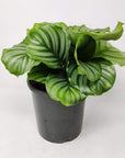 Calathea Orbifolia Folia House