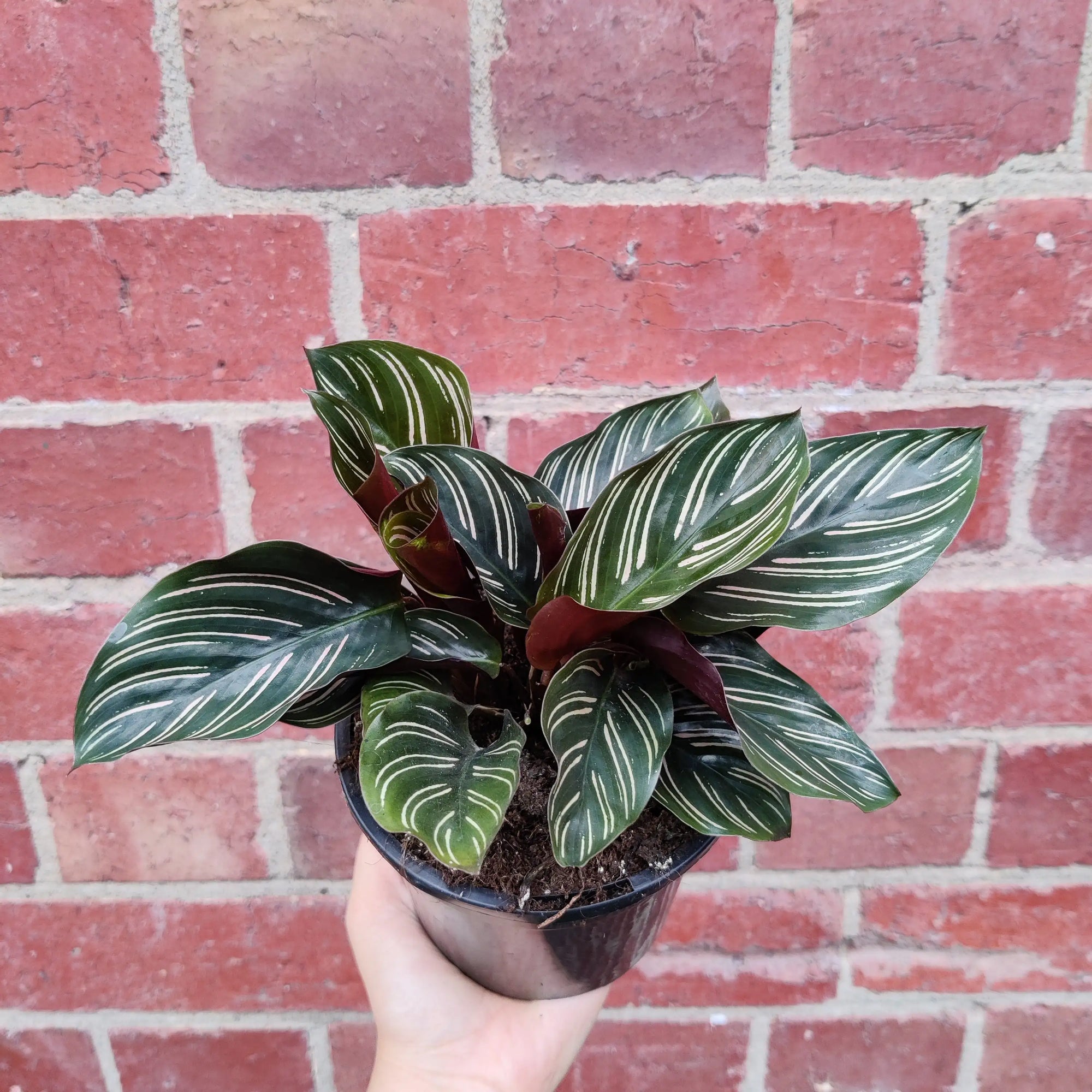 Calathea Ornata Pink Stripe - 13cm pot Folia House