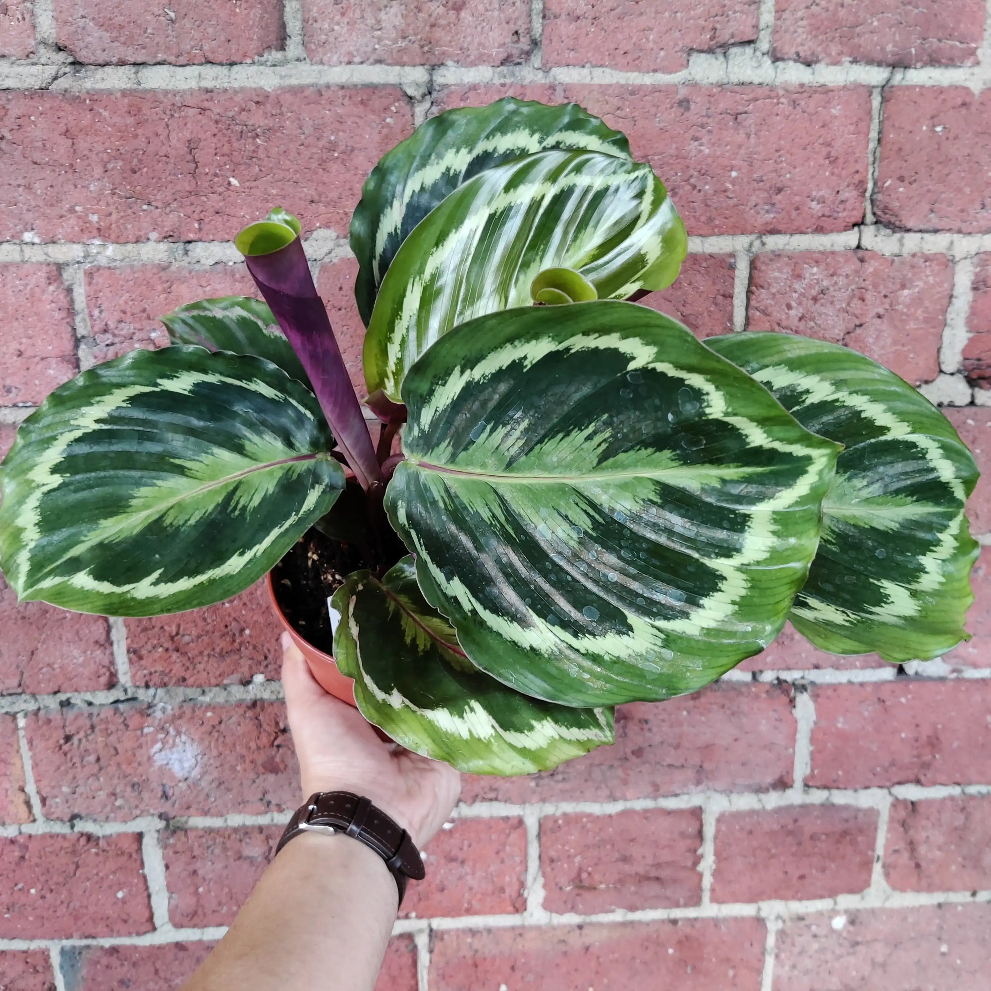 Calathea Roseopicta Medallion- 13cm pot Folia House