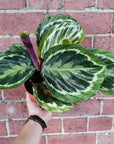 Calathea Roseopicta Medallion- 13cm pot Folia House