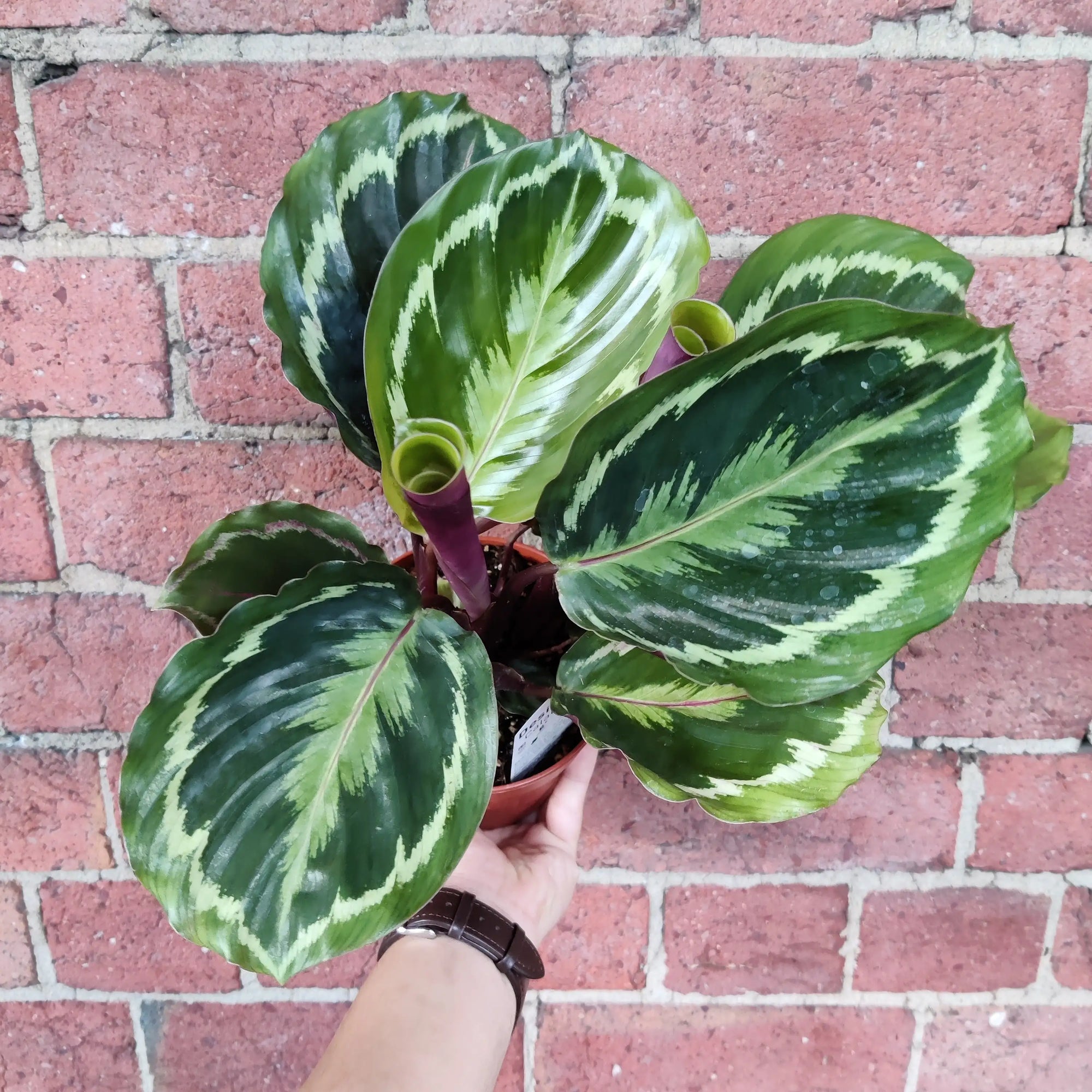 Calathea Roseopicta Medallion- 13cm pot Folia House