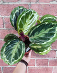 Calathea Roseopicta Medallion- 13cm pot Folia House