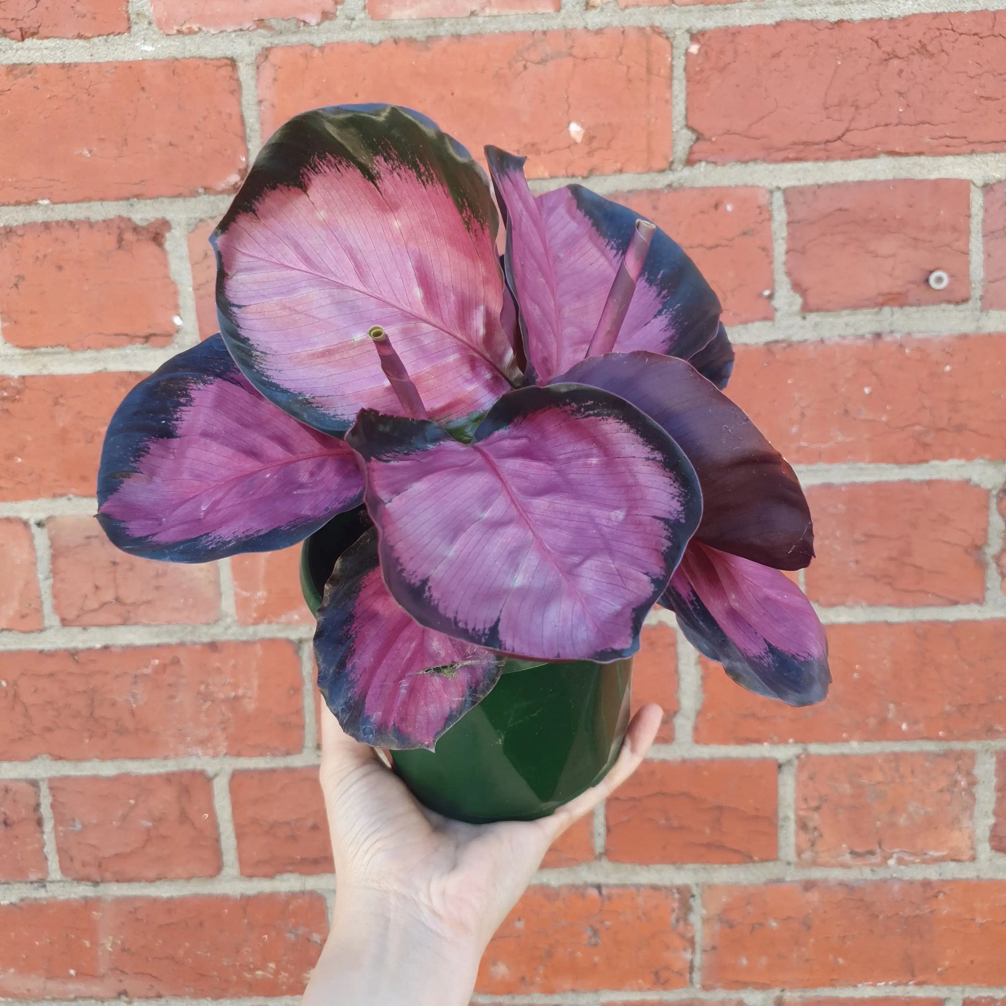 Calathea Roseopicta Rosy- 12cm pot Folia House