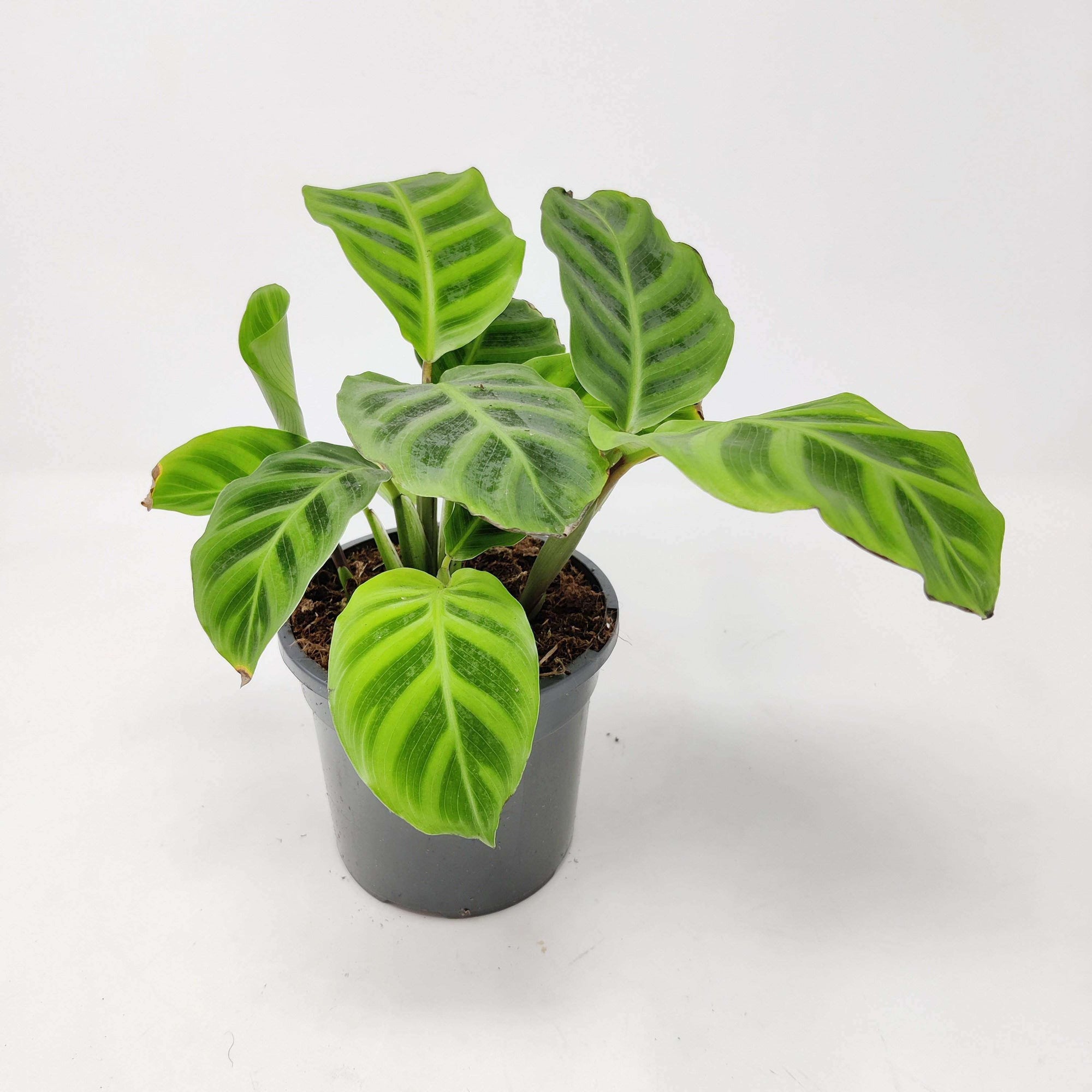 Calathea Zebrina Folia House