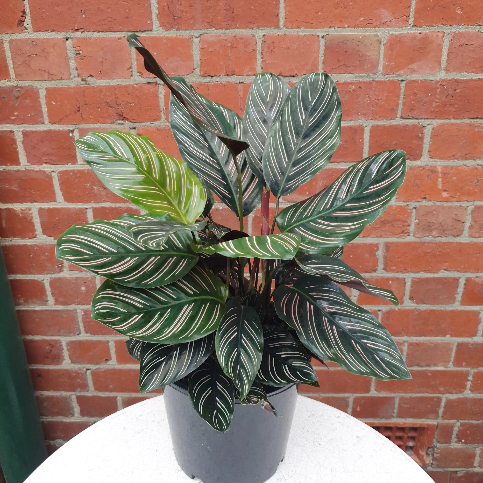 Calathea sanderiana 20cm pot Folia House