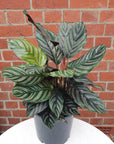 Calathea sanderiana 20cm pot Folia House