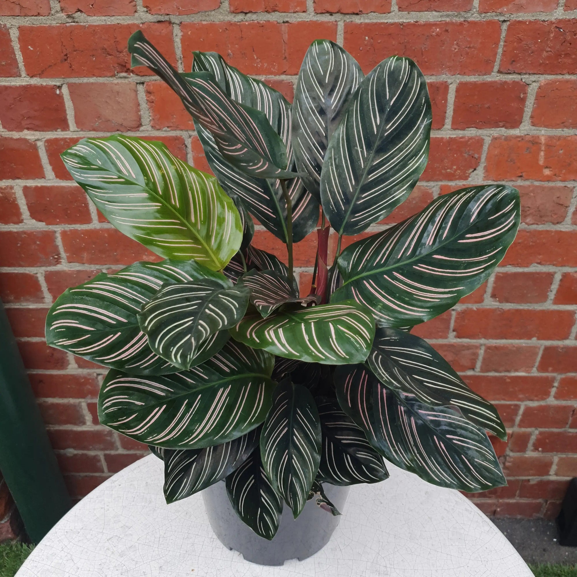 Calathea sanderiana 20cm pot Folia House