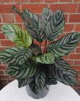 Calathea sanderiana 20cm pot Folia House