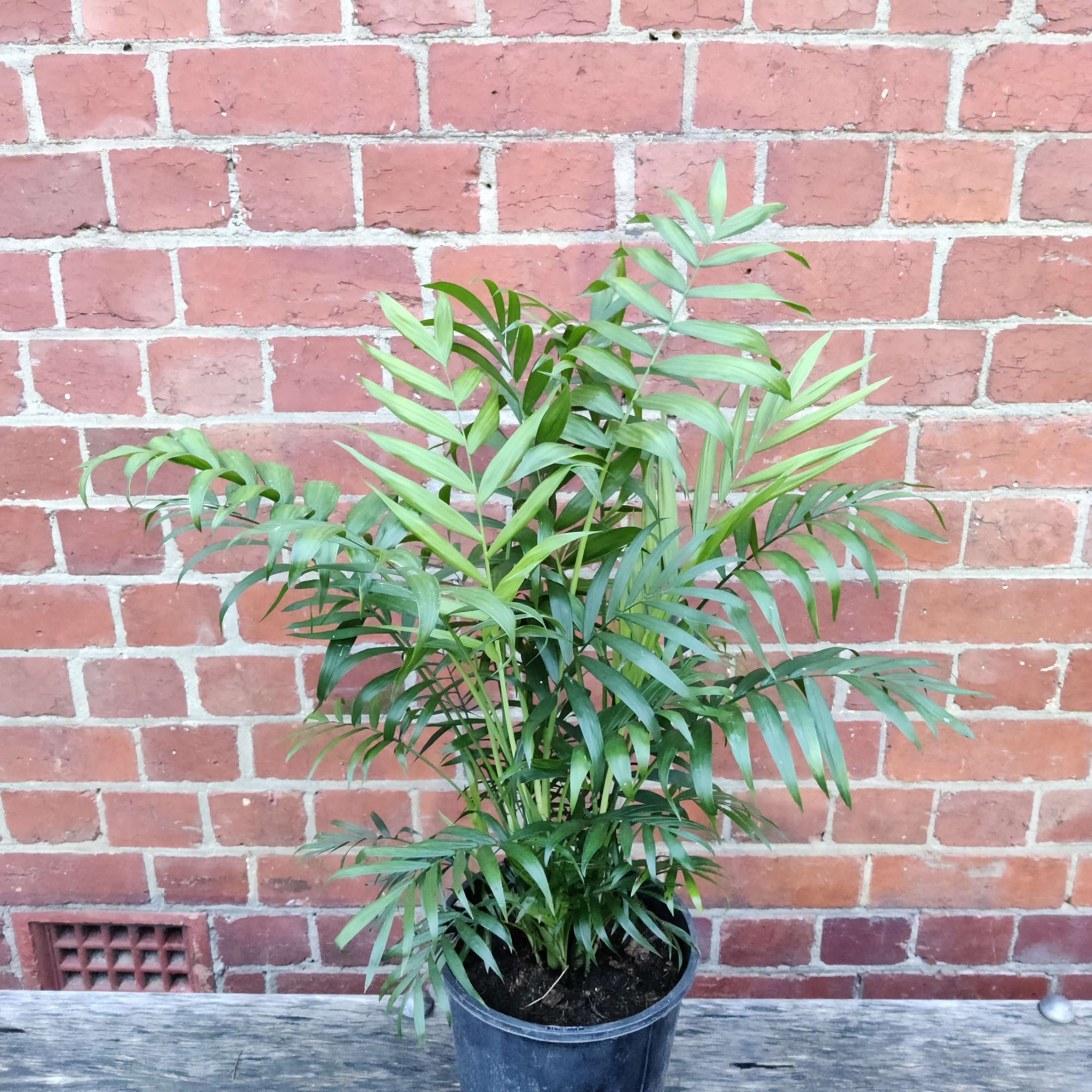 Cascade Palm (Chamaedorea atrovirens) Folia House