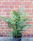 Cascade Palm (Chamaedorea atrovirens) Folia House