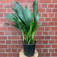 Cast Iron Plant (Aspidistra Elatior) - 20cm Pot Folia House