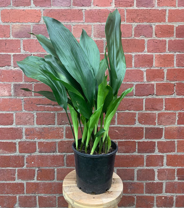 Cast Iron Plant (Aspidistra Elatior) - 20cm Pot Folia House