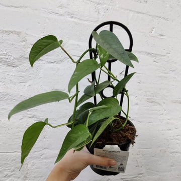 Cebu Blue (Epipremnum pinnatum) - 13cm Pot Folia House