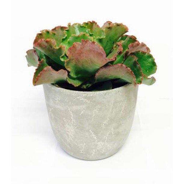 Cement Pot - 17cm Folia House