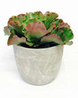 Cement Pot - 17cm Folia House