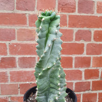 Cereus Peruvianus 'Spiralis'- 15cm pot Folia House