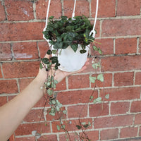 Chain of Hearts (2 long plants in a pot) - 12cmHB Folia House